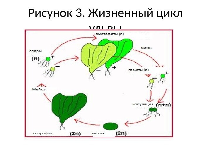 Рисунок 3. Жизненный цикл ульвы 