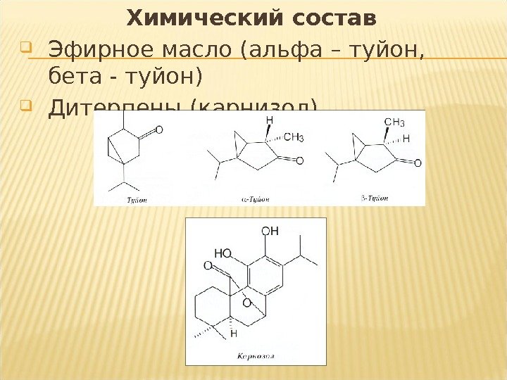 Химический состав Эфирное масло (альфа – туйон,  бета - туйон) Дитерпены (карнизол) 
