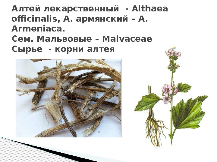 Алтей лекарственный - Аlthaea officinalis, А. армянский – A.  Armeniaca. Cем. Мальвовые –