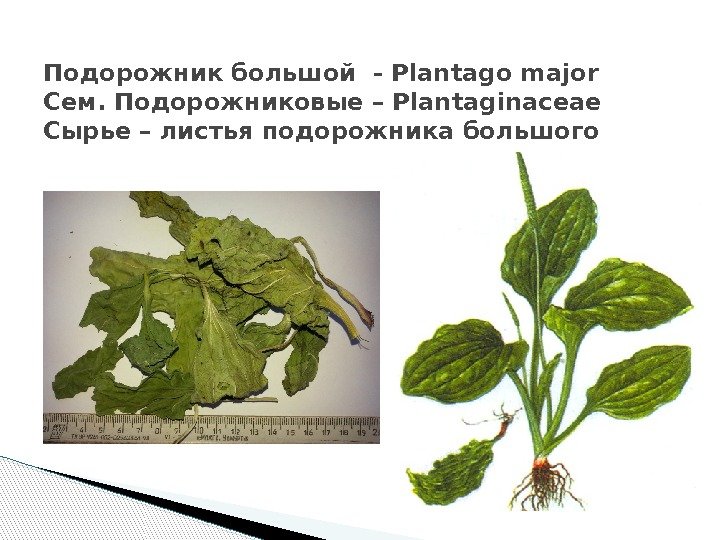 Подорожник большой - Plantago major Сем. Подорожниковые – Plantaginaceae Сырье – листья подорожника большого