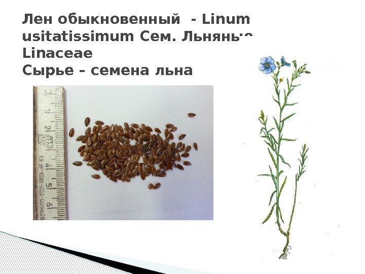 Лен обыкновенный - Linum usitatissimum Сем. Льняные - Linaceae Сырье – семена льна 