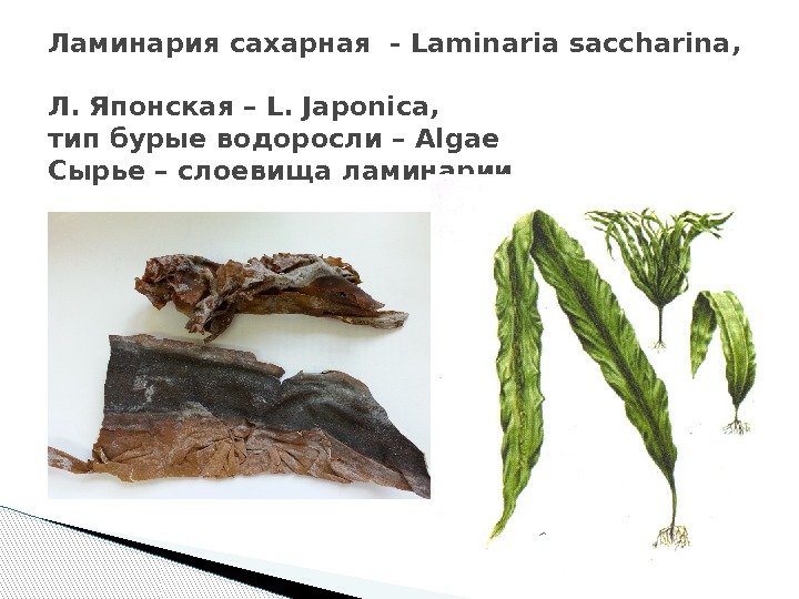 Ламинария сахарная - Laminaria saccharina,  Л. Японская – L. Japonica, тип бурые водоросли