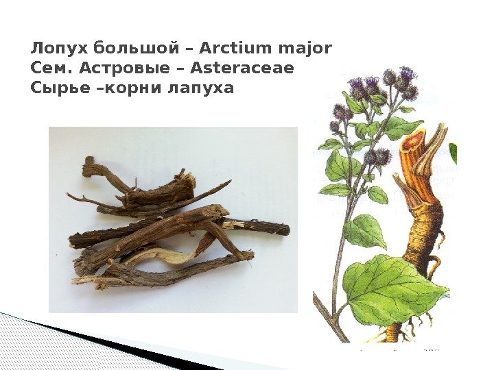 Лопух большой – Arctium major Сем. Астровые – Asteraceae Сырье –корни лапуха  