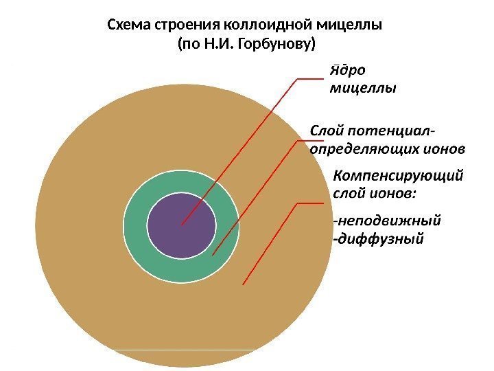 Схема строения коллоидной мицеллы (по Н. И. Горбунову) 