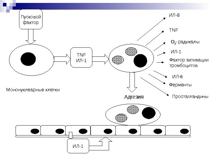 Адгезия ИЛ-8 TNF О 2 -  радикалы ИЛ-1 Фактор активации тромбоцитов ИЛ-6 Ферменты