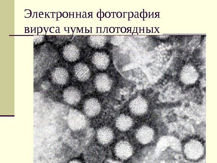 Электронная фотография  вируса чумы плотоядных 