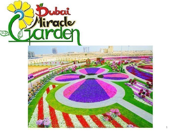 Tatyana Belkova. Dubai Miracle Garden 1 