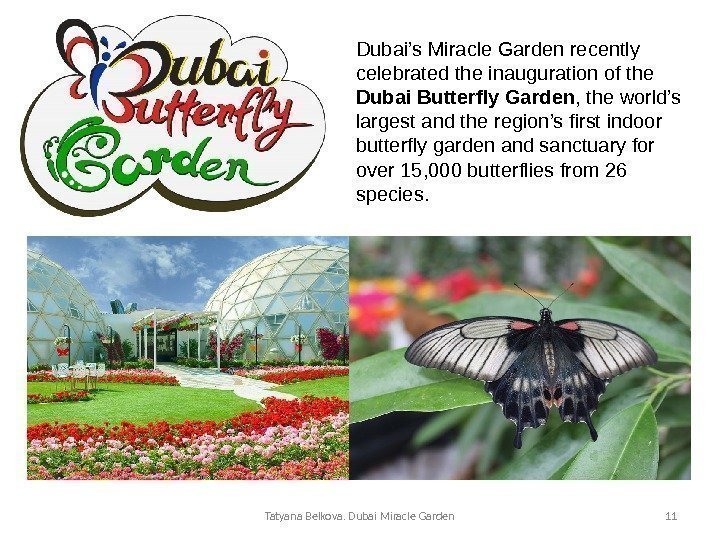 Tatyana Belkova. Dubai Miracle Garden 11 Dubai’s Miracle Garden recently celebrated the inauguration of