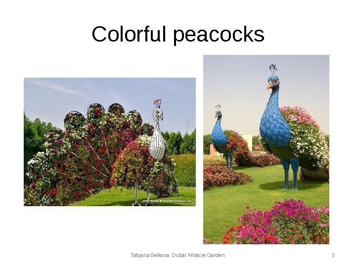 Colorful peacocks Tatyana Belkova. Dubai Miracle Garden 5 