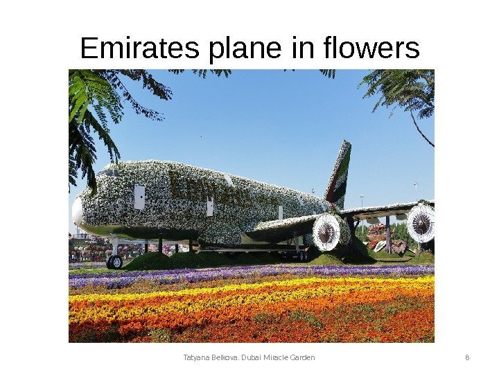 Emirates plane in flowers Tatyana Belkova. Dubai Miracle Garden 8 