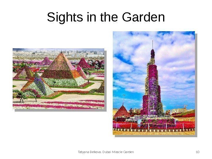 Sights in the Garden Tatyana Belkova. Dubai Miracle Garden 10  