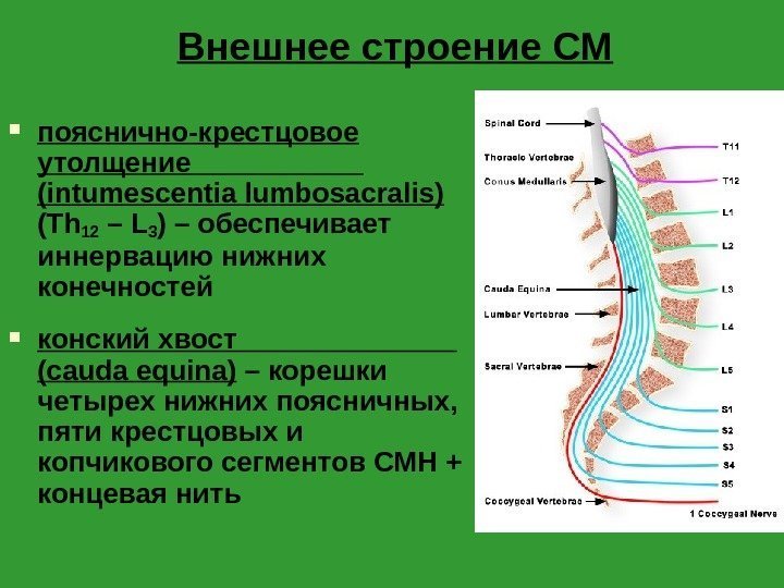 Внешнее строение СМ пояснично-крестцовое утолщение     (intumescentia lumbosacralis)  ( Th