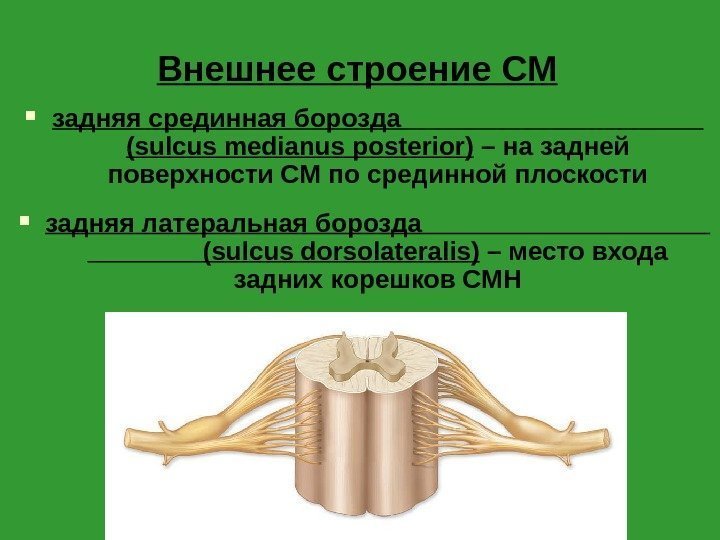 Внешнее строение СМ задняя срединная борозда     (sulcus medianus posterior) –