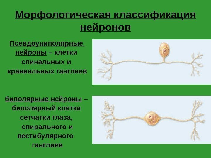 Морфологическая классификация нейронов Псевдоуниполярные нейроны – клетки спинальных и краниальных ганглиев биполярные нейроны –