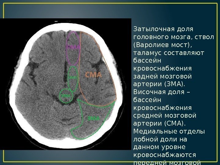 Затылочная доля головного мозга, ствол (Варолиев мост),  таламус составляют бассейн кровоснабжения задней мозговой