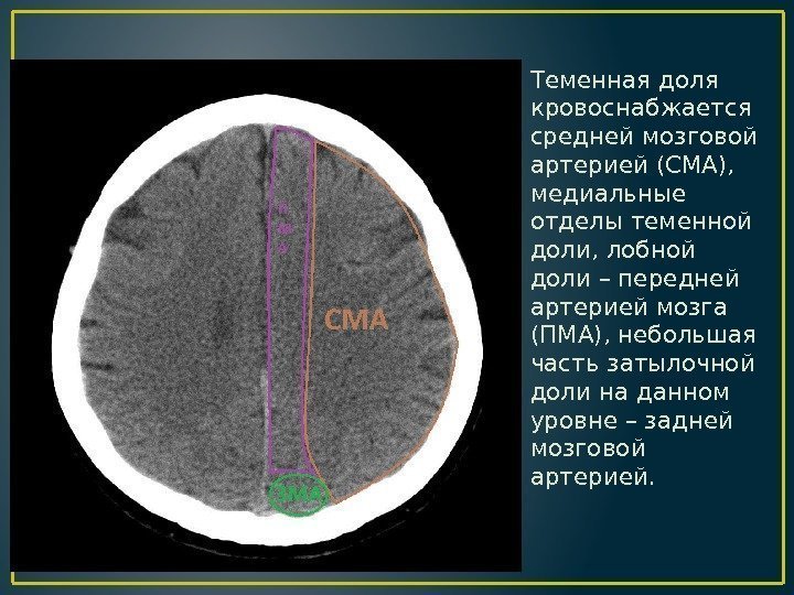 Теменная доля кровоснабжается средней мозговой артерией (СМА),  медиальные отделы теменной доли, лобной доли