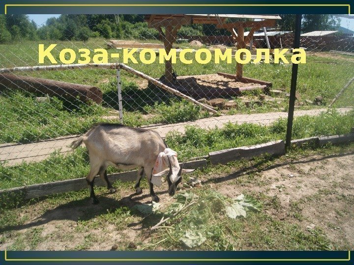 Коза-комсомолка 