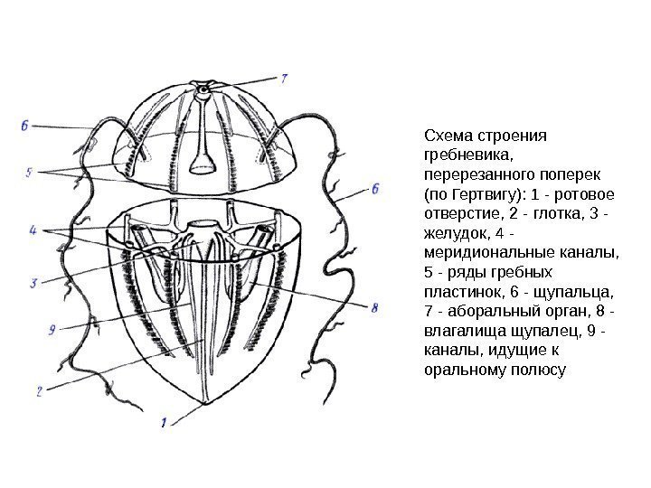 Схема строения гребневика,  перерезанного поперек (по Гертвигу): 1 - ротовое отверстие, 2 -