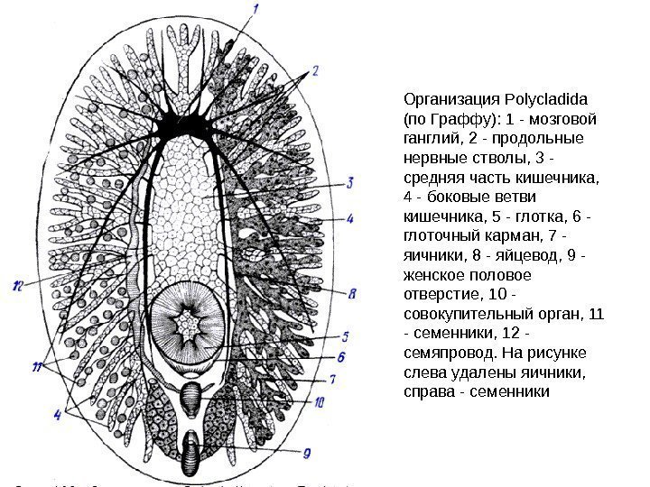 Организация Polycladida (по Граффу): 1 - мозговой ганглий, 2 - продольные нервные стволы, 3