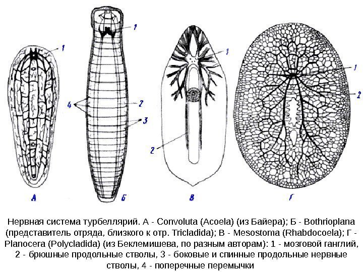 Нервная система турбеллярий. А - Convoluta (Acoela) (из Байера); Б - Bothrioplana (представитель отряда,