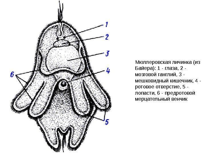 Мюллеровская личинка (из Байера): 1 - глаза, 2 - мозговой ганглий, 3 - мешковидный