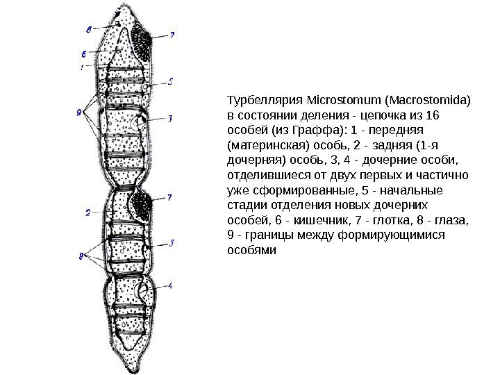 Турбеллярия Microstomum (Macrostomida) в состоянии деления - цепочка из 16 особей (из Граффа): 1