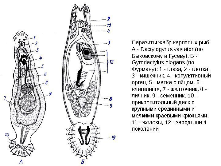Паразиты жабр карповых рыб.  А - Dactylogyrus vastator (no Быховскому и Гусеву); Б