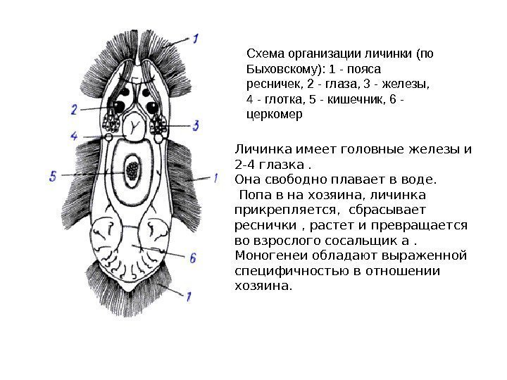 Схема организации личинки (по Быховскому): 1 - пояса ресничек, 2 - глаза, 3 -