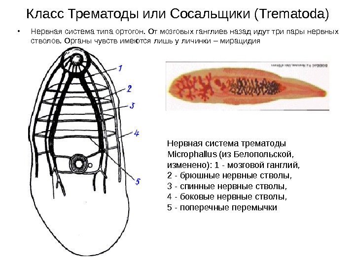 Класс Трематоды или Сосальщики ( Trematoda) • Нервная система типа ортогон. От мозговых ганглиев