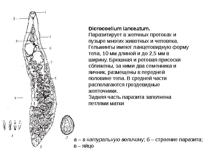 а – в натуральную величи ну; б – строение паразита; в – яйцо Dicrocoelium