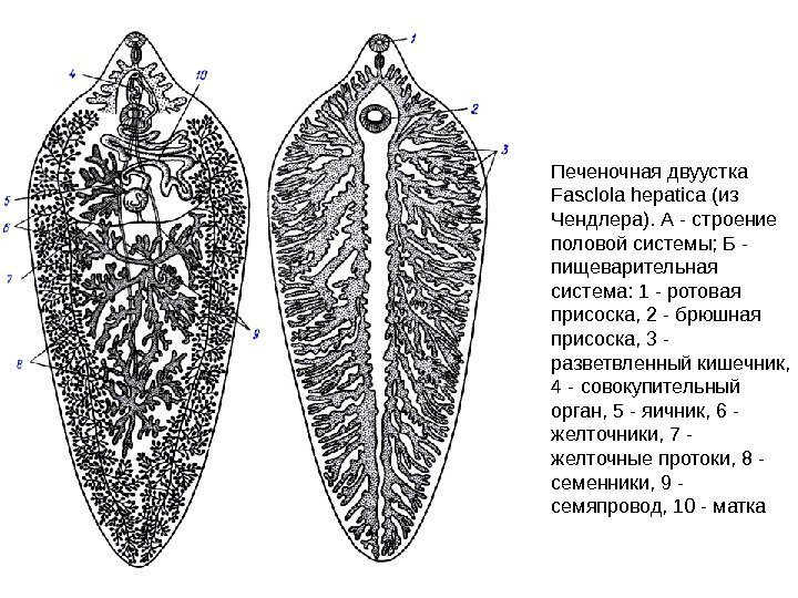 Печеночная двуустка Fasclola hepatica (из Чендлера). А - строение половой системы; Б - пищеварительная