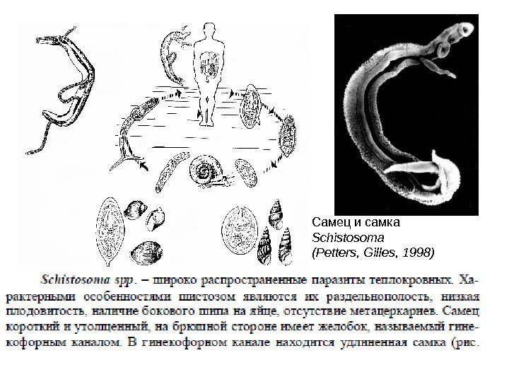 Самец и самка Schistosoma (Petters, Gilles, 1998) 