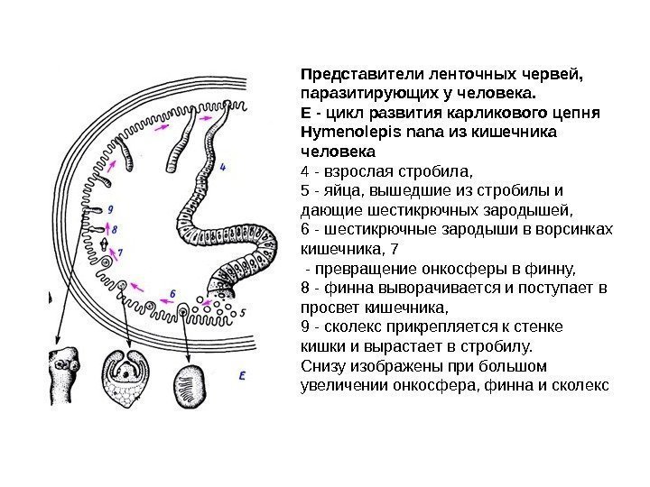 Представители ленточных червей,  паразитирующих у человека.  Е - цикл развития карликового цепня