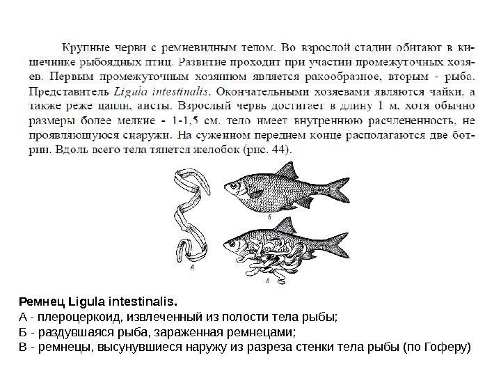 Ремнец Ligula intestinalis.  A - плероцеркоид, извлеченный из полости тела рыбы;  Б