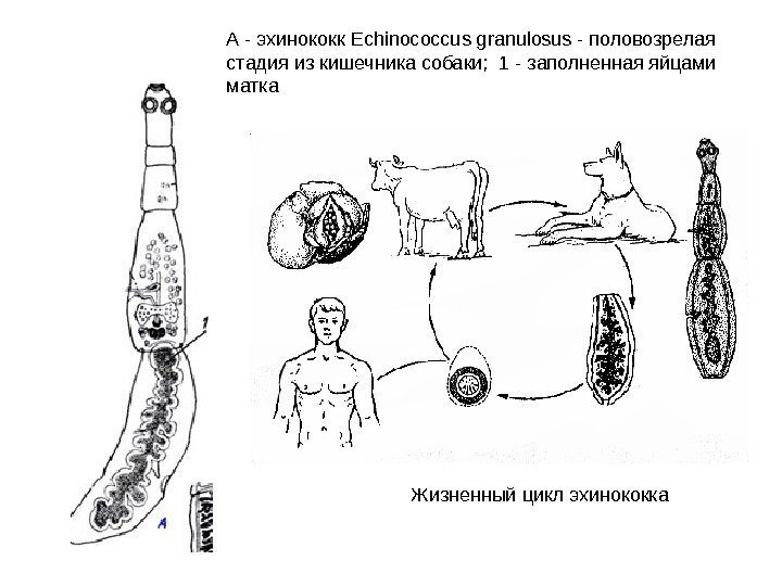 А - эхинококк Echinococcus granulosus - половозрелая стадия из кишечника собаки;  1 -