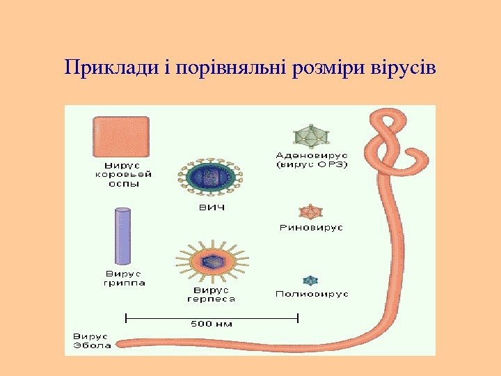 Прикладиіпорівняльнірозміривірусів 