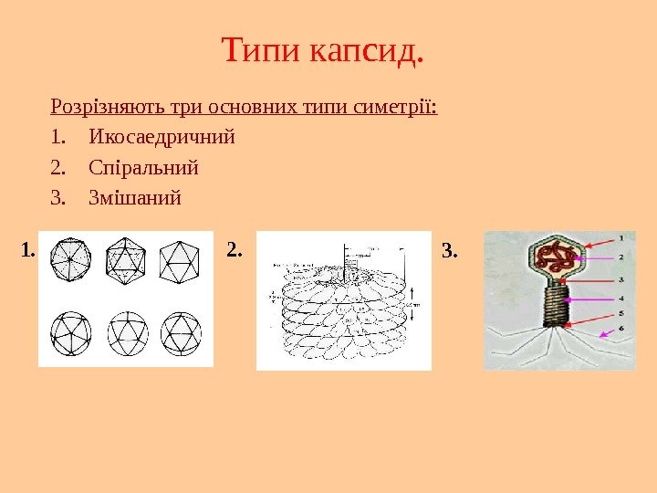 Типи капсид. Розрізняють три основних типи симетрії: 1. Икосаедричний 2. Спіральний 3. Змішаний 