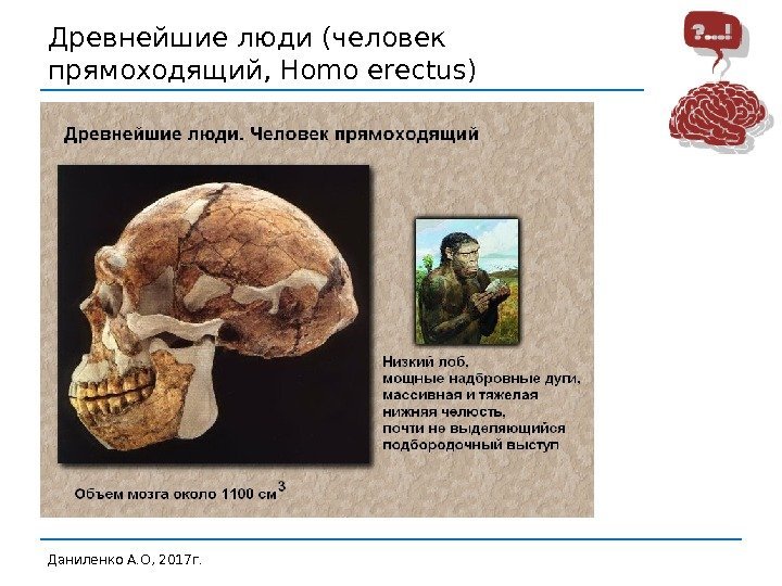 Древнейшие люди (человек прямоходящий, Homo erectus) Даниленко А. О, 2017 г.  