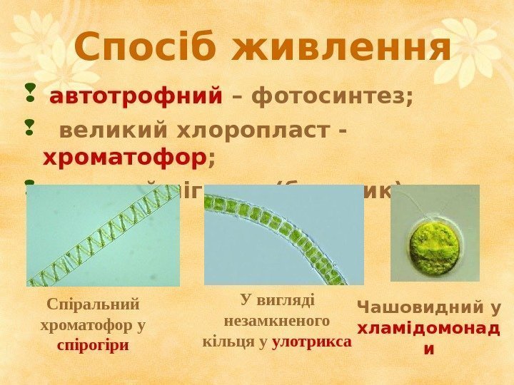 Спосіб живлення  автотрофний – фотосинтез; великий хлоропласт - хроматофор ; зелений пігмент (барвник)