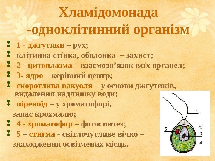 Хламідомонада -одноклітинний організм  1 - джгутики – рух; клітинна стінка, оболонка – захист;