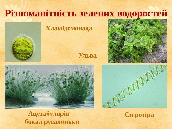 Різноманітність  зелених водоростей Спірогіра. Ульва Ацетабулярія – бокал русалоньки Хламідомонада 