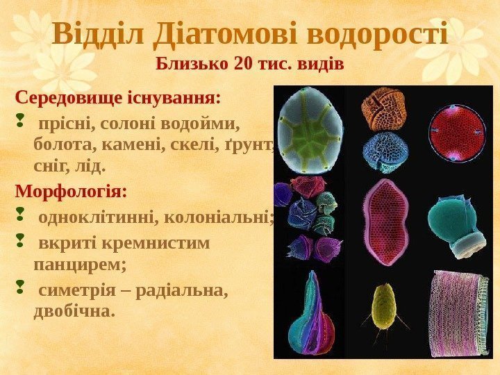 Відділ Діатомові водорості Близько 20 тис. видів Середовище існування: прісні, солоні водойми,  болота,