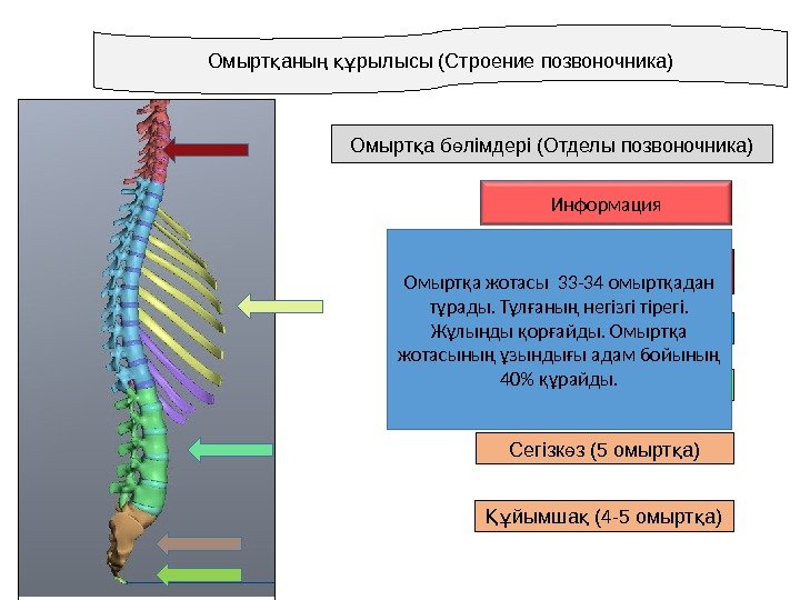 Максимум отделы