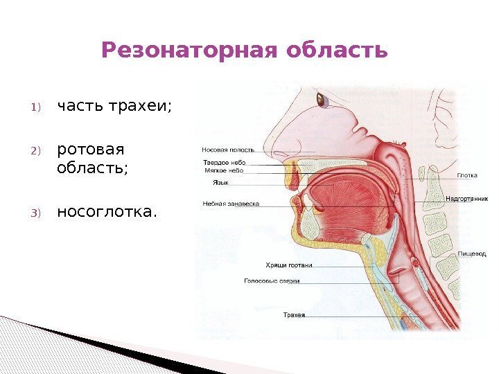Резонаторная область 1) часть трахеи;  2) ротовая область; 3) носоглотка. 