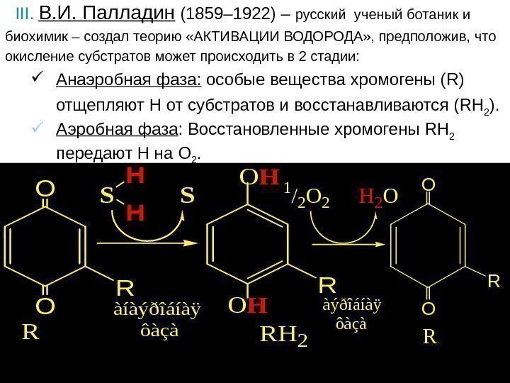 III.  В. И. Палладин (1859– 1922) – русский ученый ботаник и биохимик –