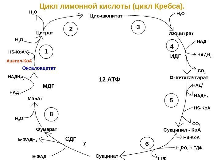 Цикл лимонной кислоты (цикл Кребса). Цис-аконитат Изоцитрат Сукцинил - Ко. А Сукцинат. Цитрат Оксалоацетат