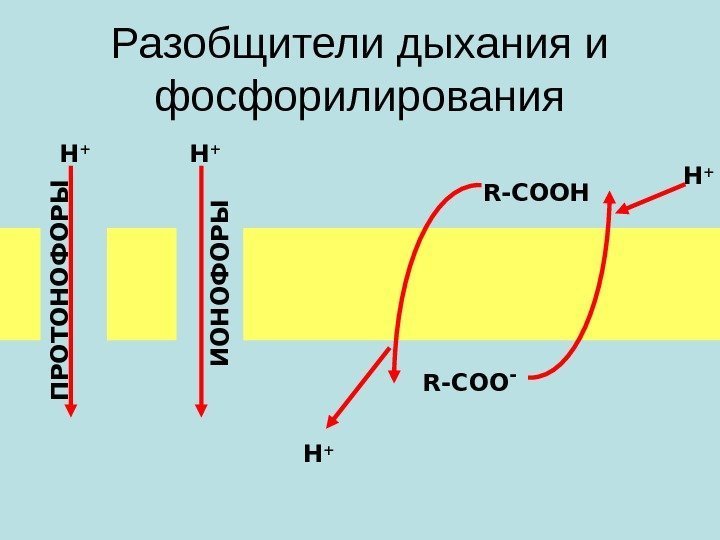 Разобщители дыхания и фосфорилирования R- СООН R- СОО - Н +П Р О Т