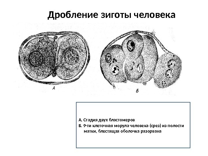 Дробление зиготы человека А. Стадия двух бластомеров Б. 9 -ти клеточная морула человека (срез)