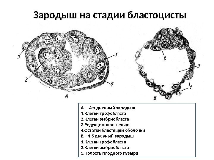 Зародыш на стадии бластоцисты А. 4 -х дневный зародыш 1. Клетки трофобласта 2. Клетки