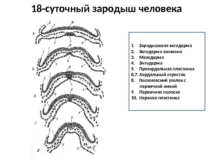 18 -суточный зародыш человека 1. Зародышевая эктодерма 2. Эктодерма амниона 3. Мезодерма 4. Энтодерма